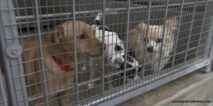 The Denver Adoption Center Helps Save Displaced Animals From Wildfires In Los Angeles 